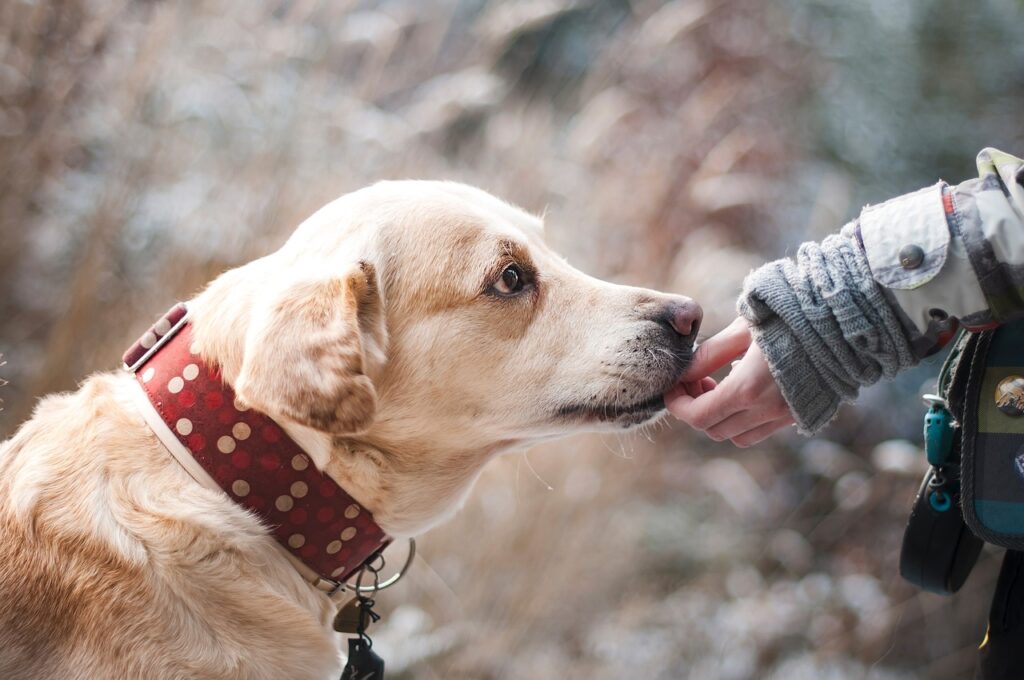 dog training saskatoon, labrador, warman dog trainer