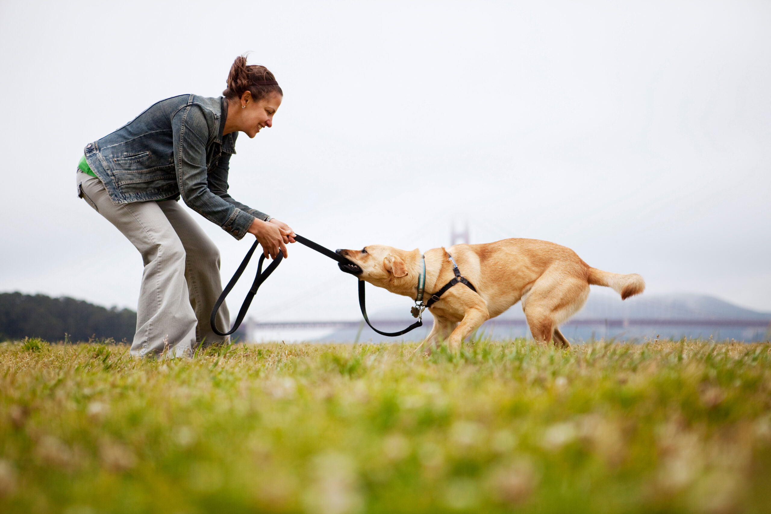 saskatoon dog trainer, dog training saskatoon, dog manners training