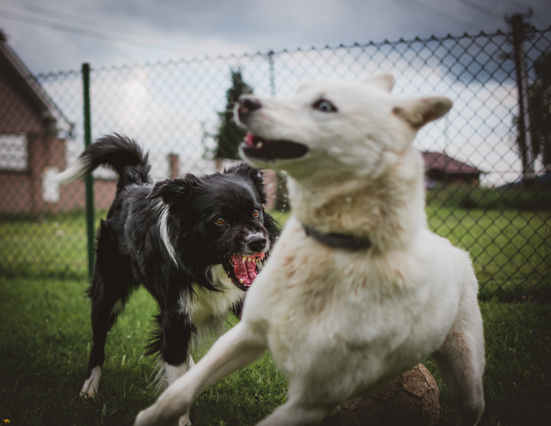 saskatoon dog trainer, dog training saskatoon, dog aggression, reactive dog,